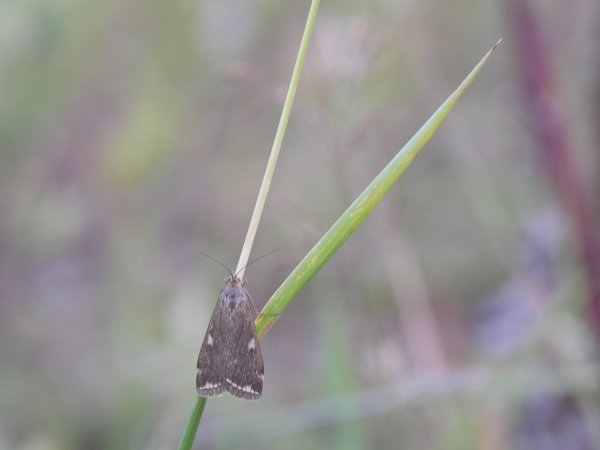 Kuva 2
