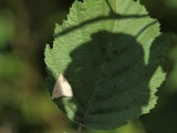 Kuva 1.8.2010