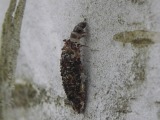 Pussikas (Dahlica sp.)