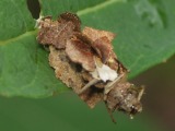 Hentopussikas (Sterrhopterix sp.)