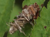 Hentopussikas (Sterrhopterix sp.)