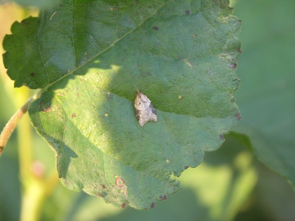 Kuva 4