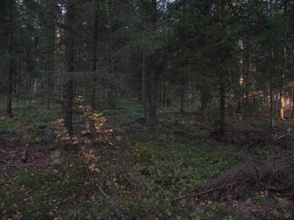 Kuva 25.9.2007b