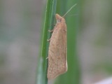 Kuva 21.5.2010