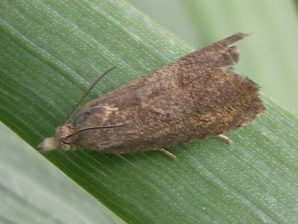 Kuva 1