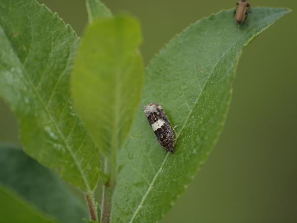 Kuva 4.6.2012b
