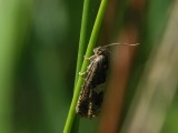 Kuva 18.6.2009