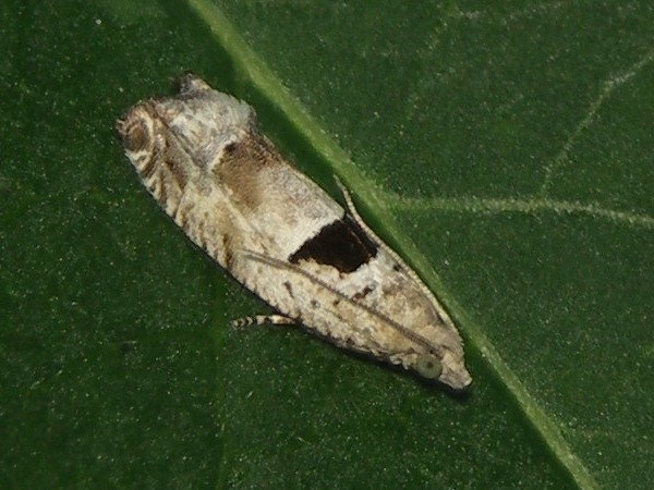 Kuva 3