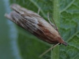 Kuva 13.6.2012