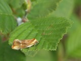 Kuva 19.6.2010