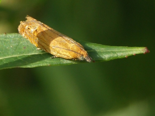 Kuva 28.6.2008a