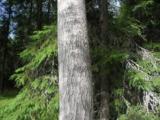 Biotooppi 1
