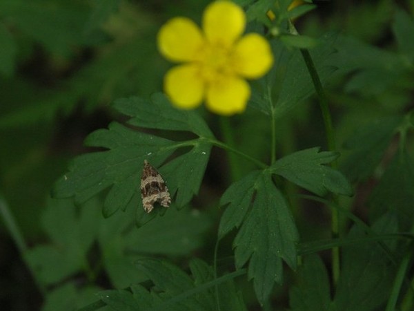 Kuva 24.6.2005a