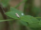 Kuva 31.7.2010