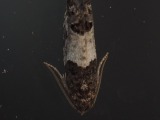 Kuva 2