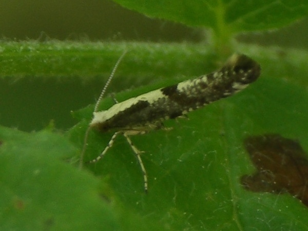 Kuva 23.6.2009B