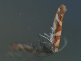 Kuva 23.7.2010