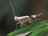 Kirsikkatarhakoi