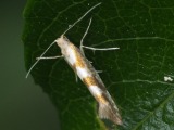 Pajutarhakoi