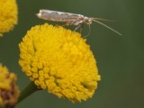 Kuva 31.7.2010