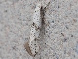 Kangasharsokoi